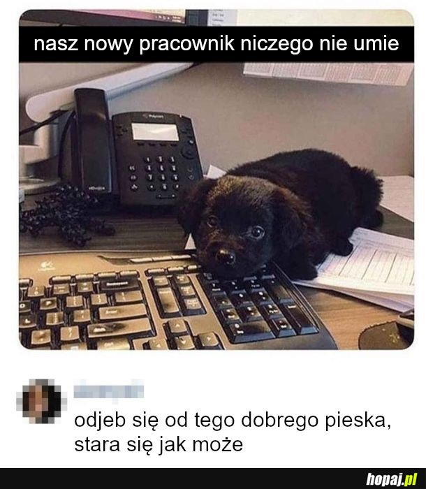 Dobry piesek