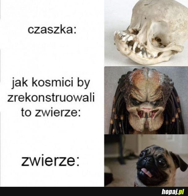 Czaszka