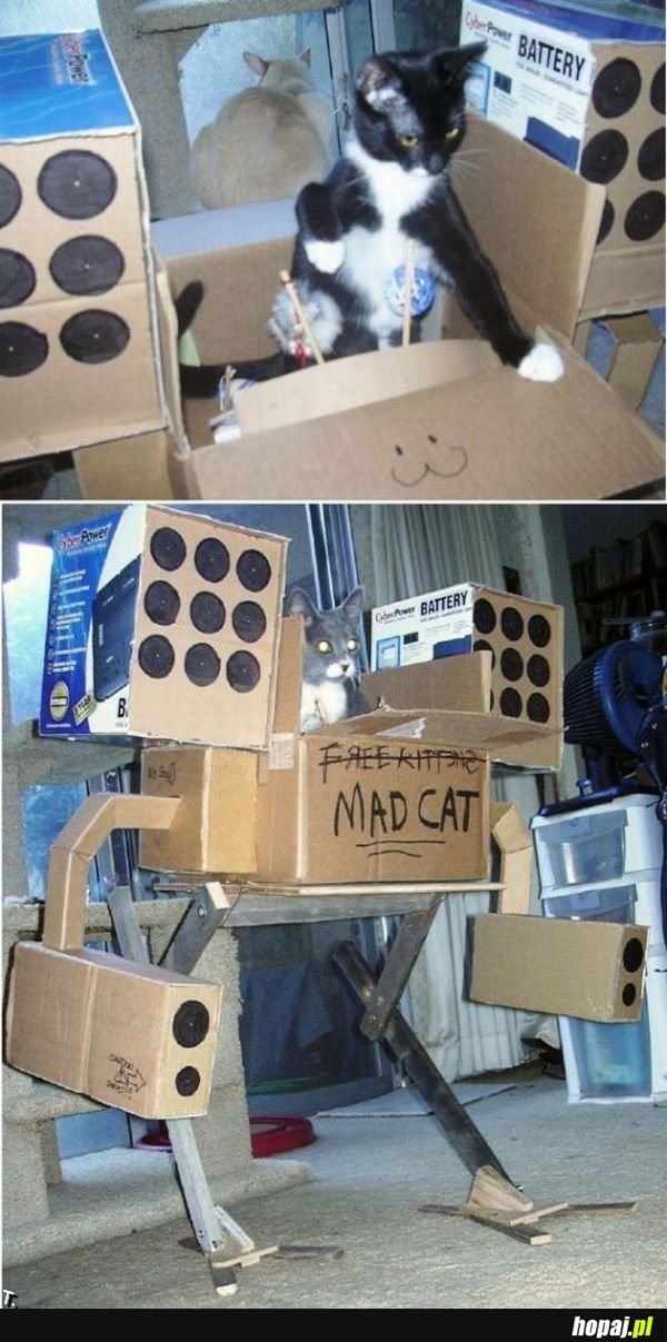 Mad cat