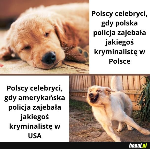 Polscy celebryci