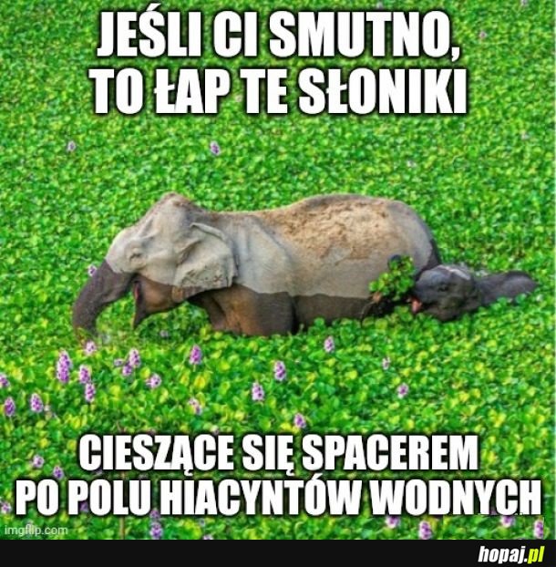 Bądź jak słonik!