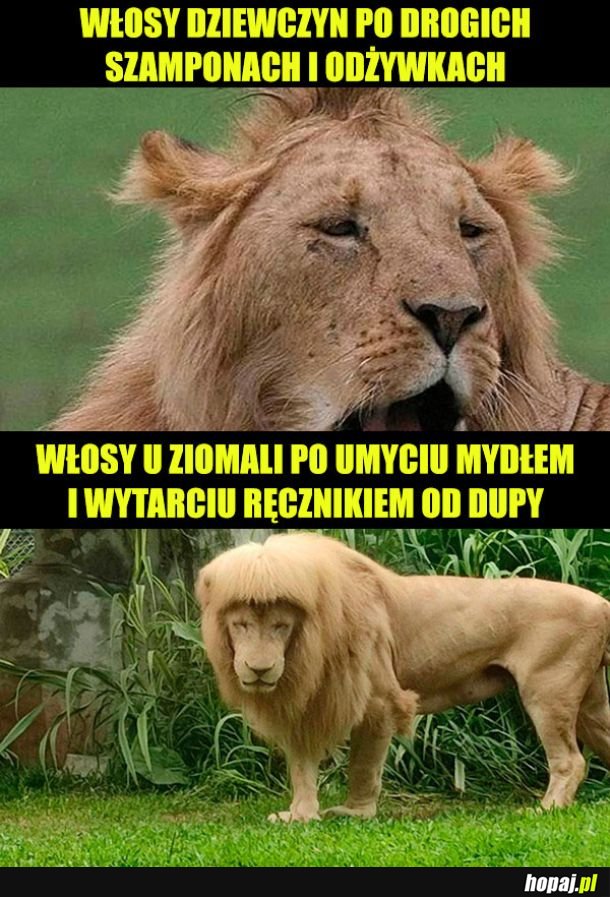 Włosy