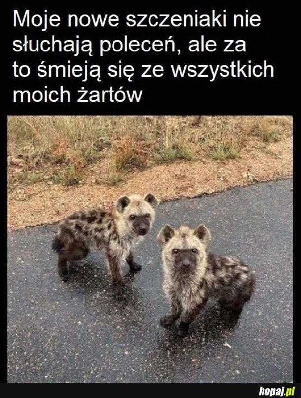 Szczeniaki