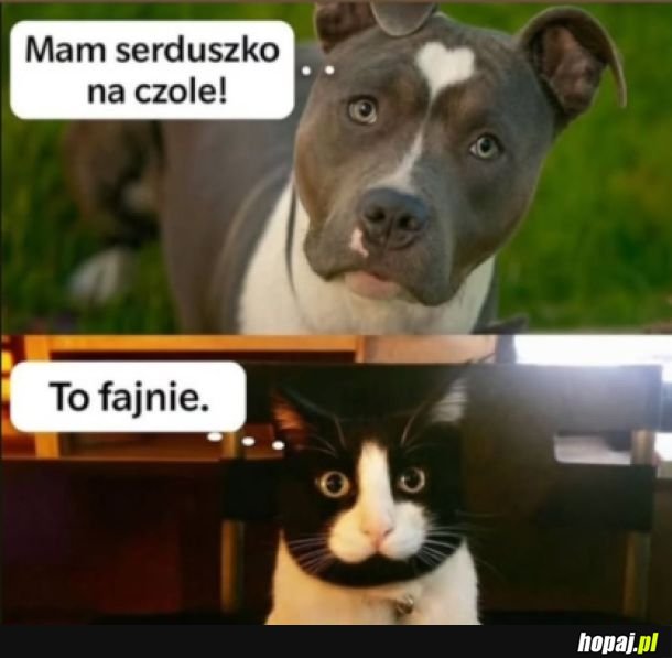 Łatki