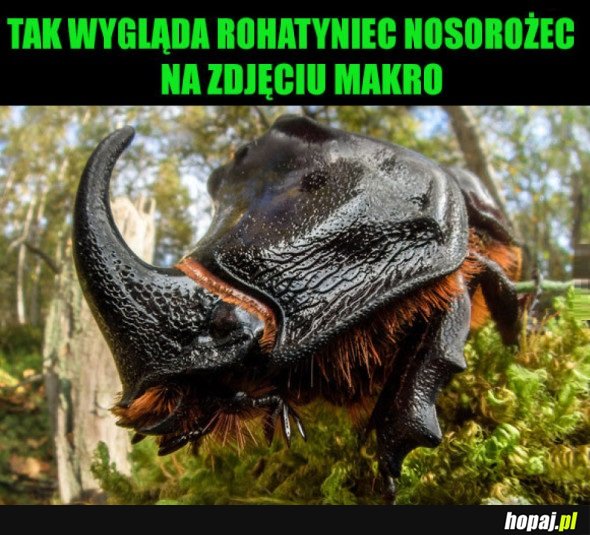 ROHATYNIEC NOSOROŻEC