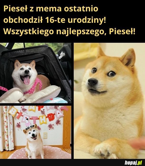 Kochamy Cię, Pieseł!