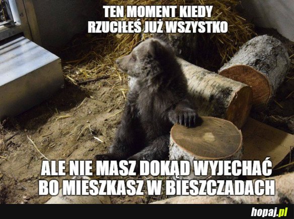 Niedźwiedź zostaje