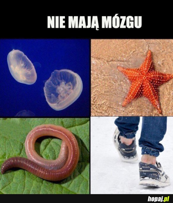 STWORZENIA BEZ MÓZGU