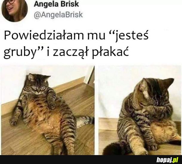 Biedny kotek 