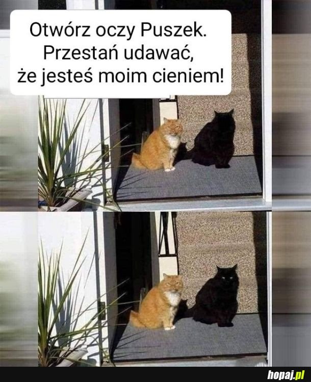 Cień