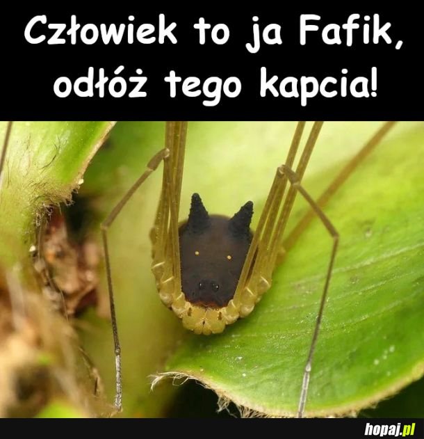 Pieseł przeklęty w pająka zaklęty 
