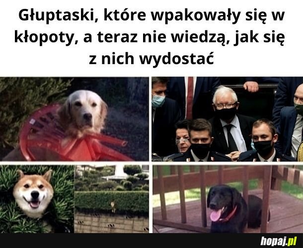 Głuptaski