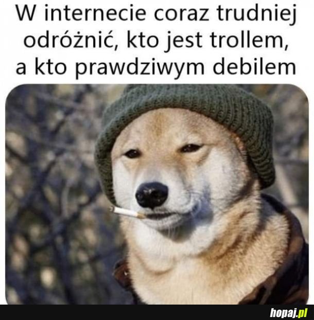 Troll czy debil oto jest pytanie