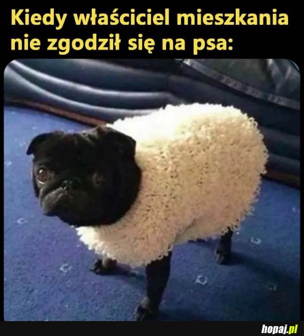 Beee, jestem owieczką