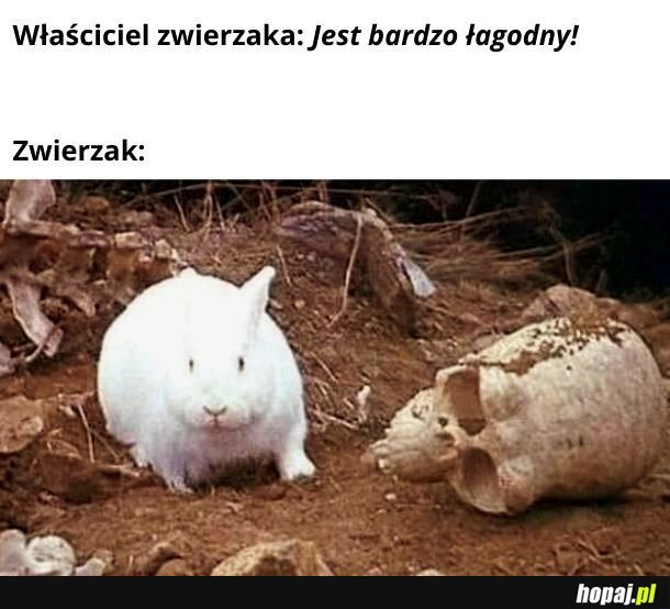 Tak średnio