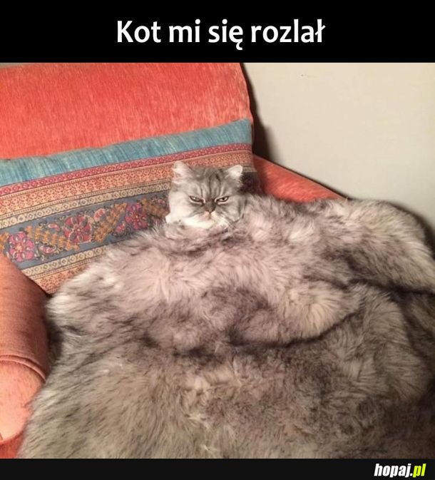 Rozlany kot