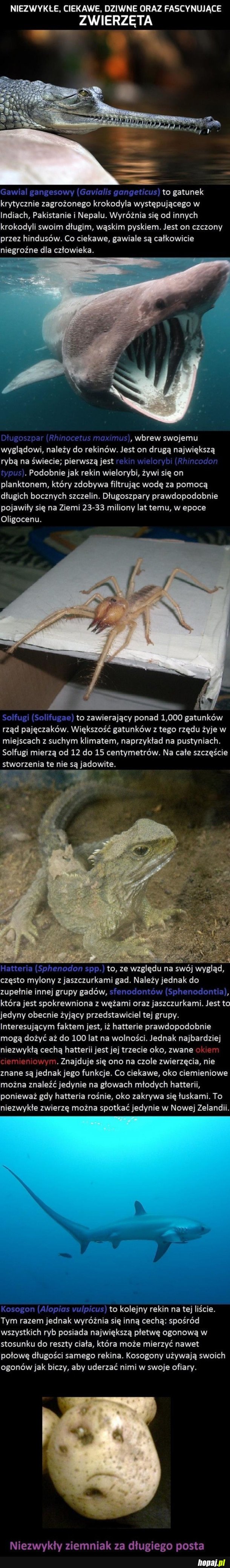 FASCYNUJĄCE ZWIERZĘTA