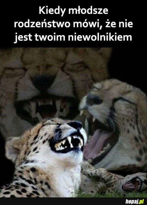BARDZO ZABAWNE