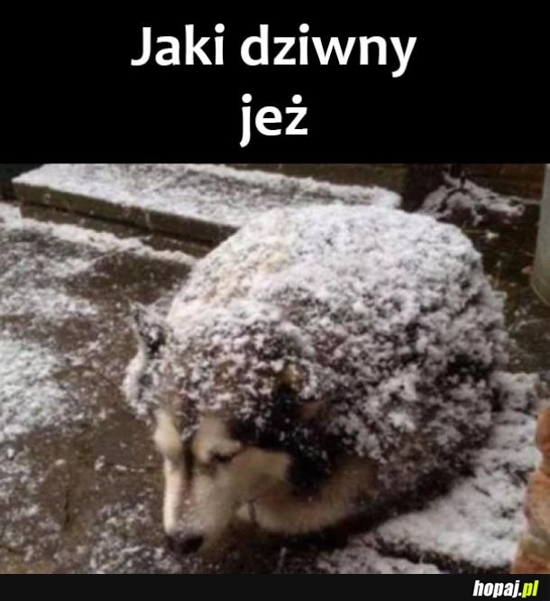 Dziwny jeż