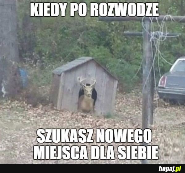 Rozwód