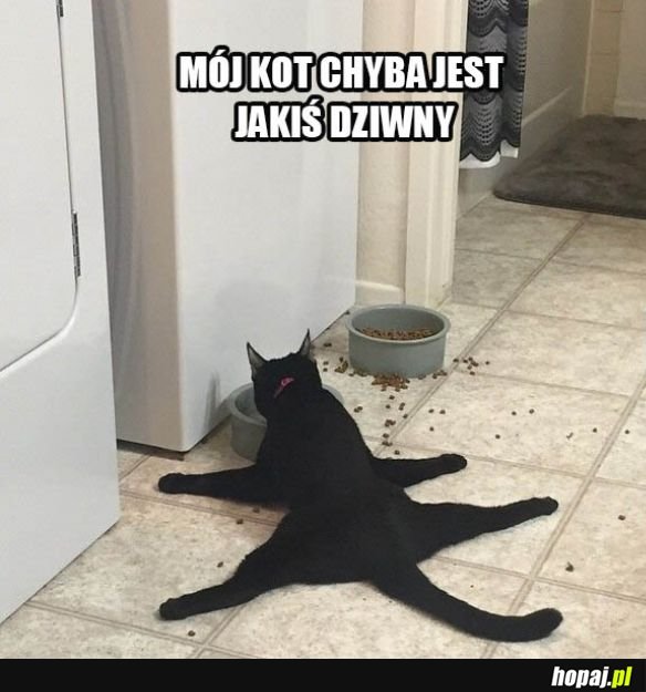 Koteł