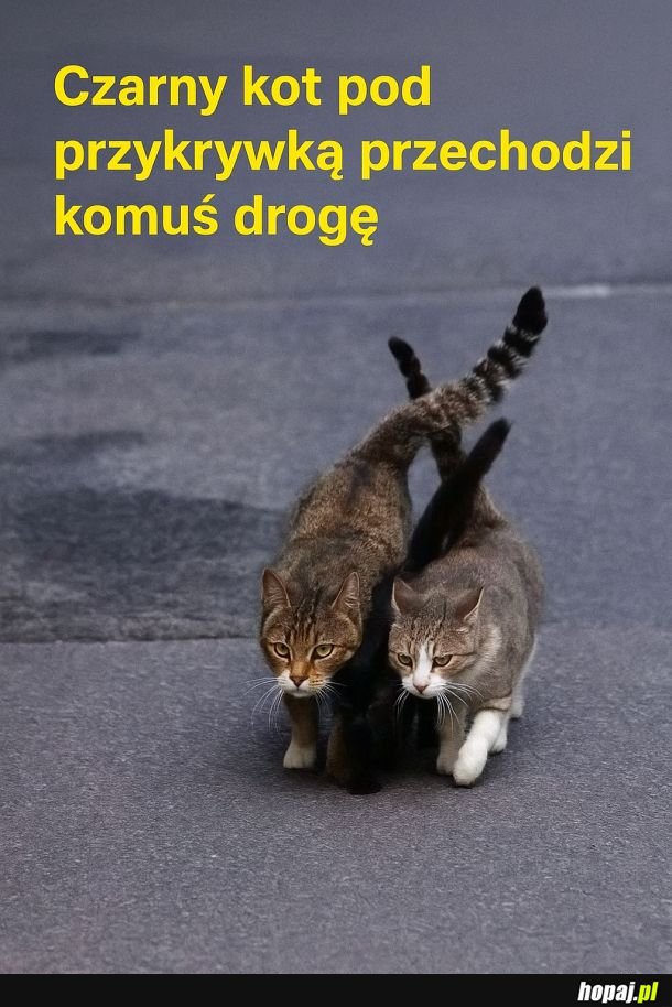 Idzie w ukryciu