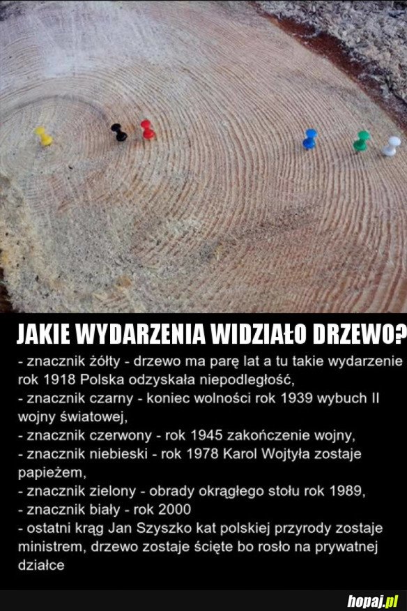 KAWAŁ POLSKIEJ HISTORII ZAPISANY W DRZEWIE