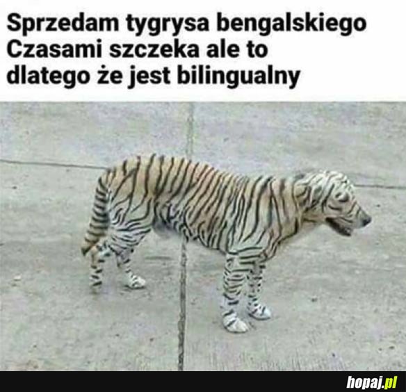 BARDZO MĄDRY TYGRYS