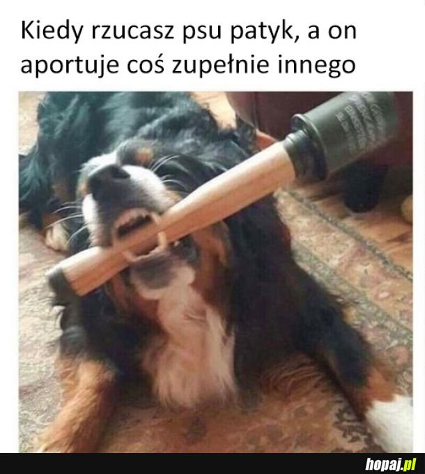 Zły piesek!