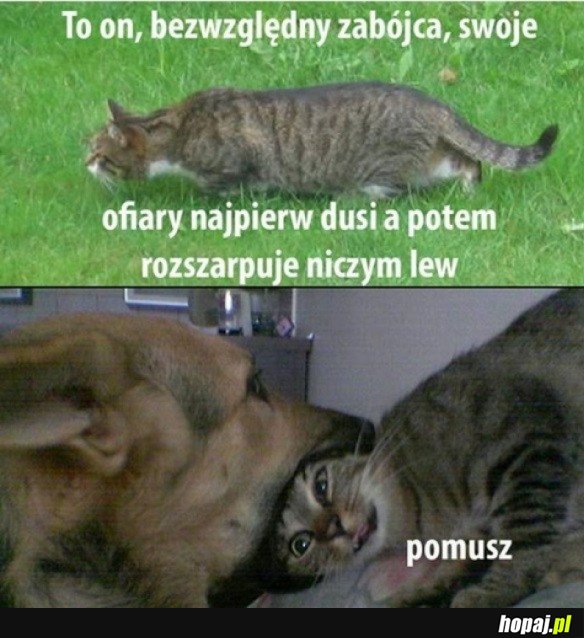BEZWZGLĘDNY ZABÓJCA
