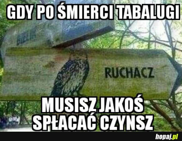 NOWA ODSŁONA PUCHACZA...