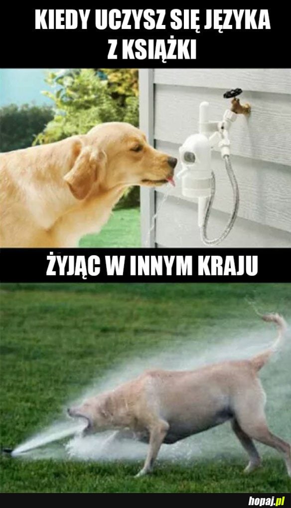 ZBYT DUŻO WIEDZY