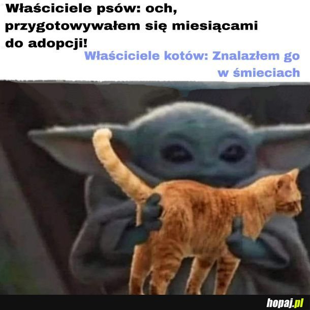 Kotek