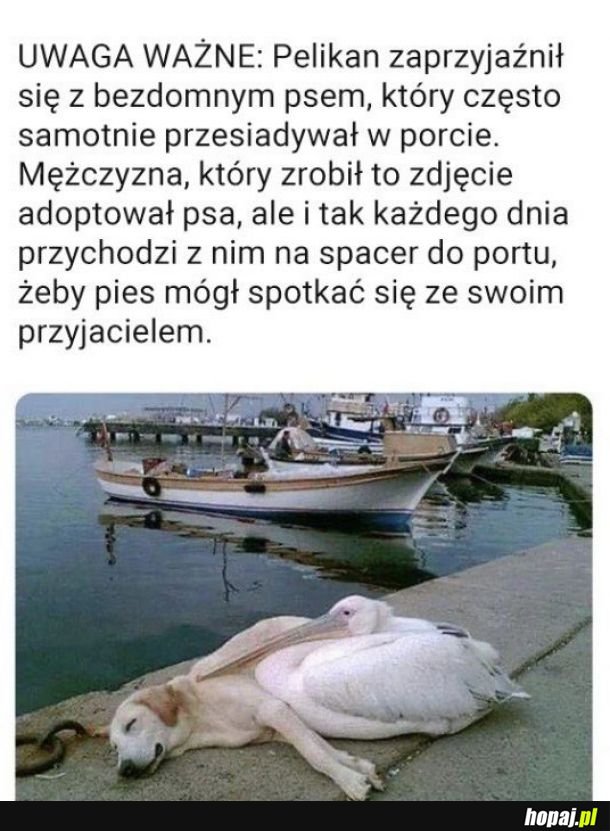 To się nazywa przyjaźń