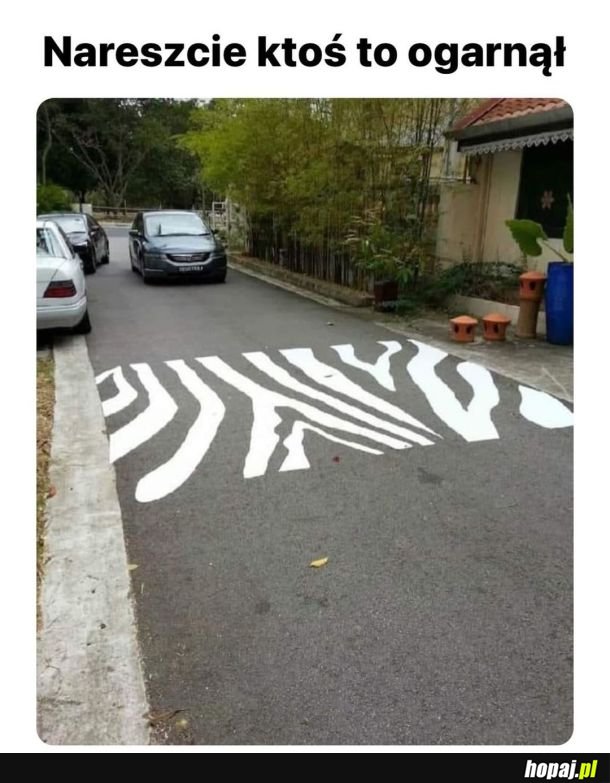 Zebra