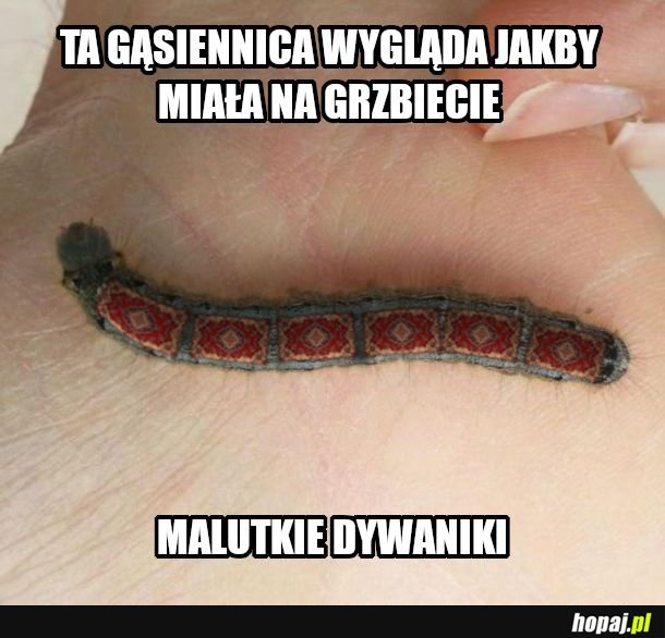 Może jest z rosji