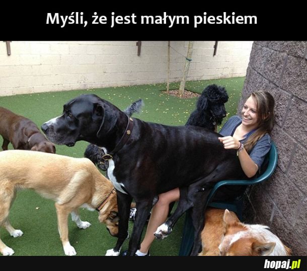 Mały piesek