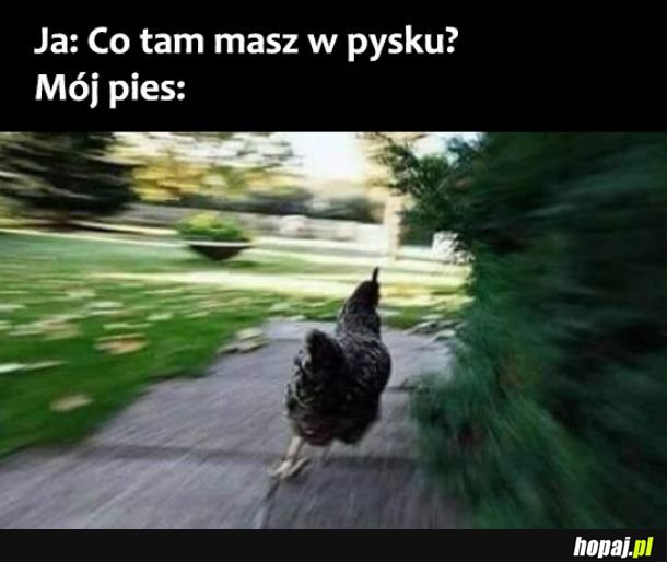 Mój pies 