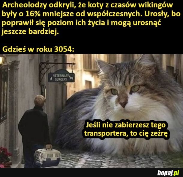 Koty