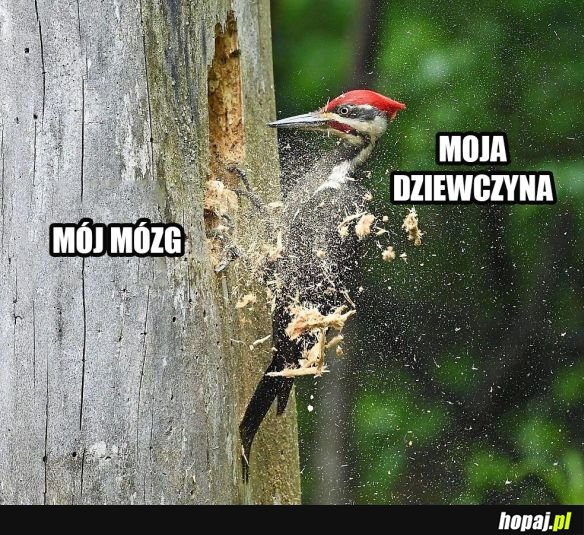 Mózg vs dziewczyna