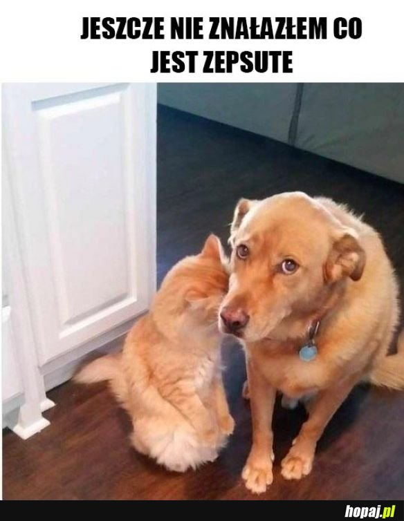 Pies i kot