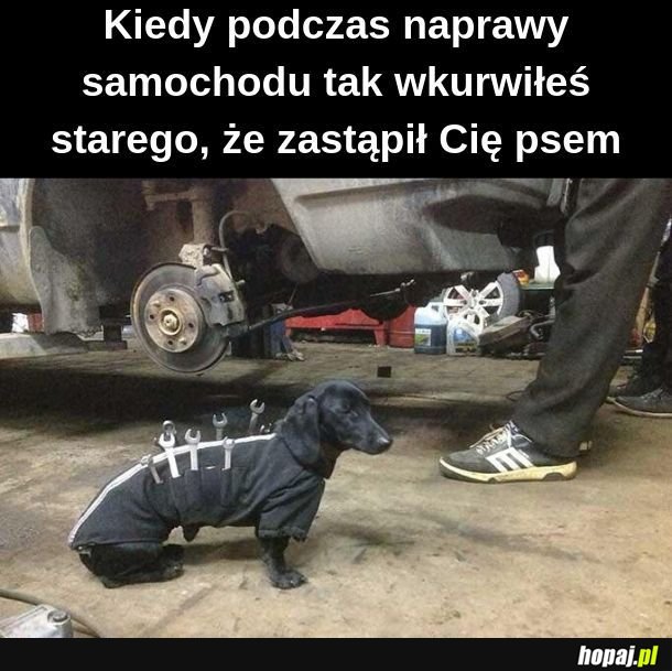 Jestem mechanikiem, jak również jamnikiem 