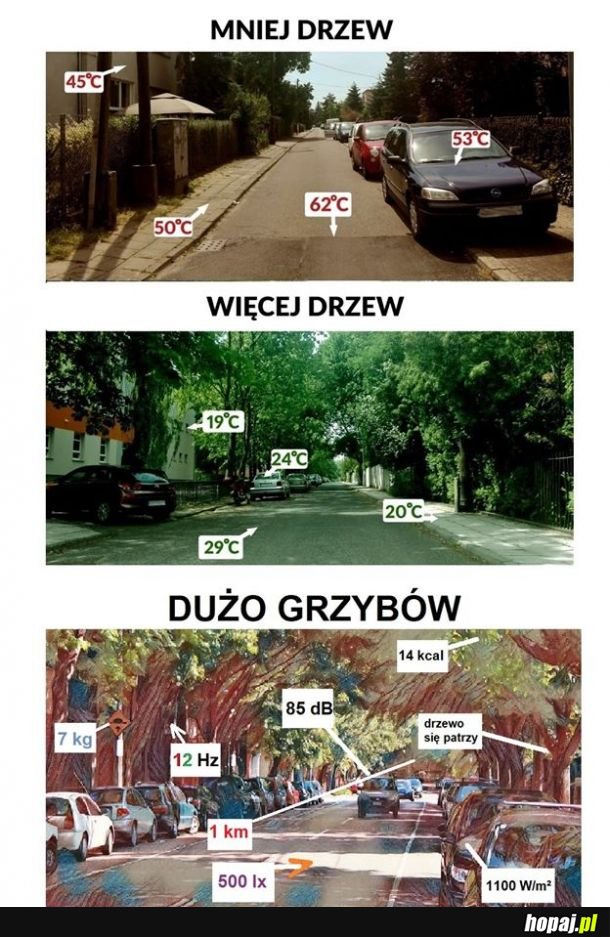 Dużo grzybów