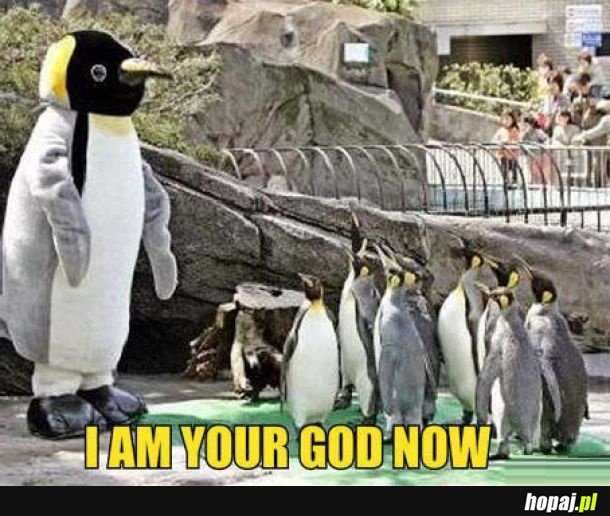 Bóg pingwinów