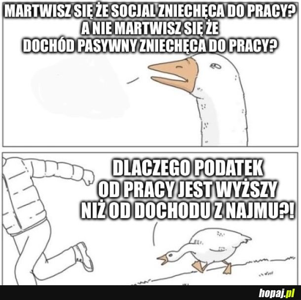 Ptasi móżdżek i podatki 