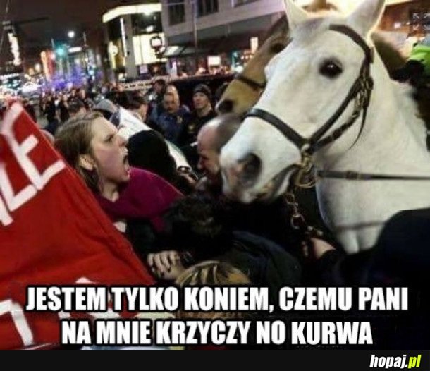 KOŃ NA PROTEŚCIE