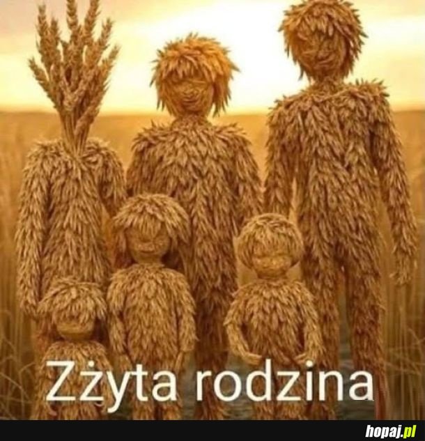 żyto