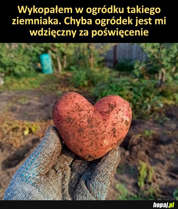 Serduszko