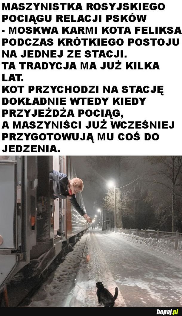 Koty i poczucie czasu