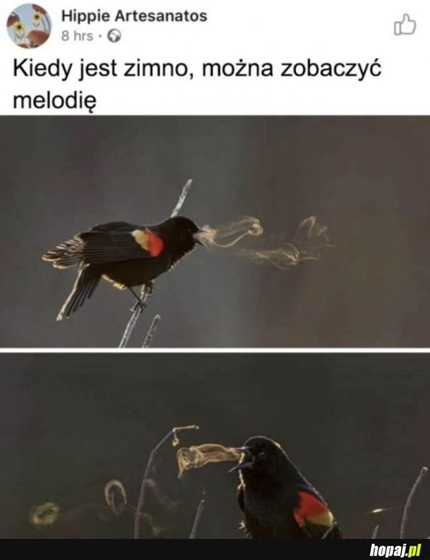 Śpiew ptaka